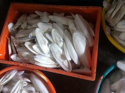 Cuttle Fish Bone for Birds Manufacturer Supplier Wholesale Exporter Importer Buyer Trader Retailer in Alappuzha Kerala India